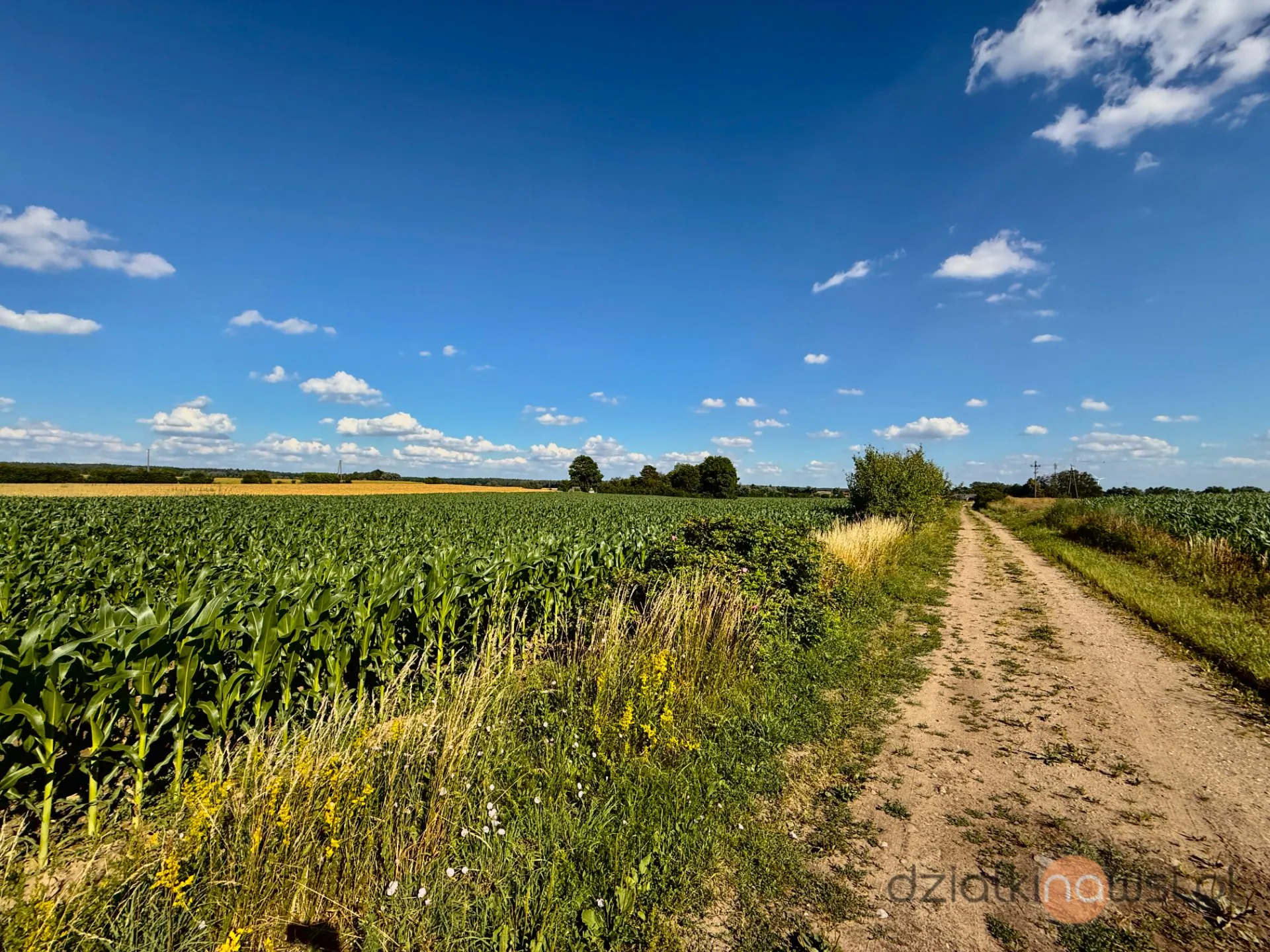 Działki budowlane 1500 m² | Sprzedaż | Regimin 10 km od Ciechanowa